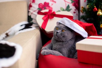 戴圣诞帽的小猫摄影图