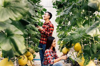果园摘水果的情侣摄影图