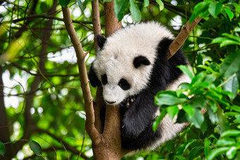 爬树上的大熊猫摄影图