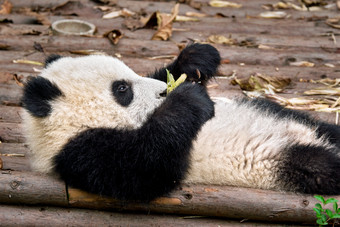 <strong>躺着的</strong>大熊猫摄影图