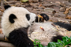 躺着吃竹子的国宝大熊猫
