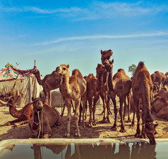 在河边喝水的骆驼摄影图片
