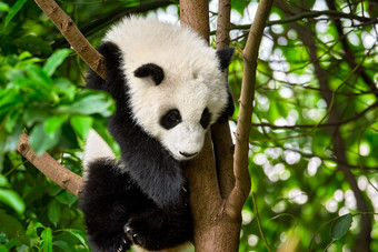 趴在树枝上的国宝熊猫