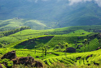 山间阳光下的茶田