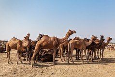 沙漠里成群结队的骆驼摄影图