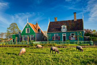 羊农场荷兰赞塞