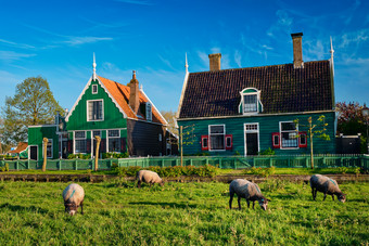 羊农场荷兰Schans