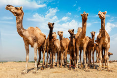 在沙漠行走的骆驼摄影图片