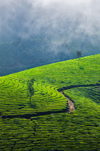 山中云雾缭绕的茶田茶园