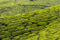 绿色种植茶园摄影图