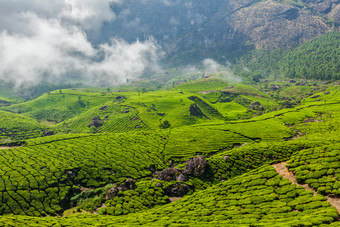 山间山坡茶园茶田