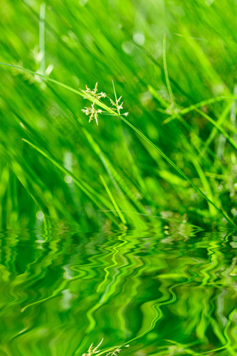 绿色植物水中倒影特写图片