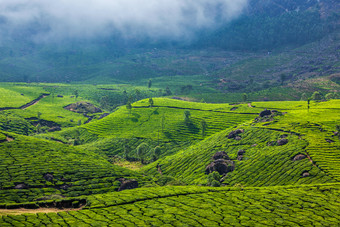 山坡茶田茶园种植园图片