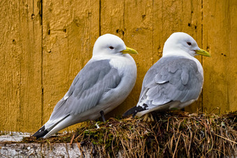 海鸥禽猎鸟诺德兰