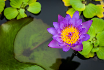 池塘中紫色的莲花