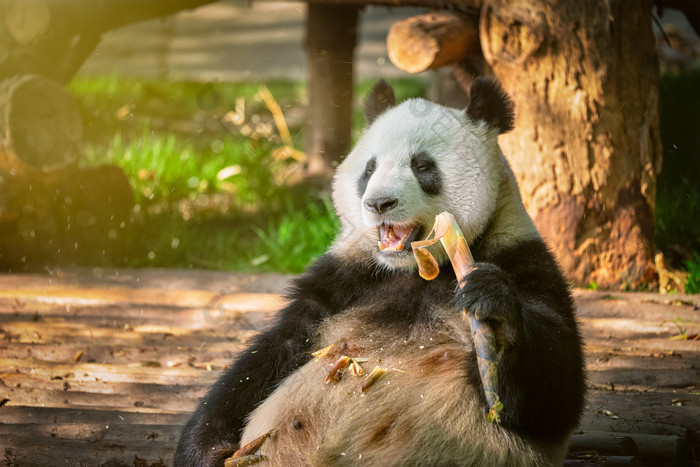 熊猫巨大的成都亚洲