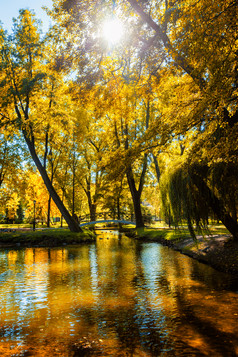秋季树叶水面摄影图片
