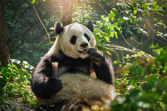 在林中吃竹子的大熊猫图