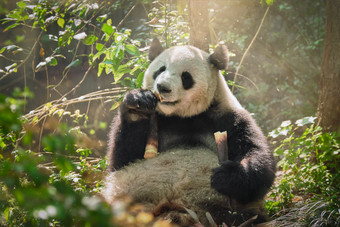 悠哉吃竹子的可爱熊猫