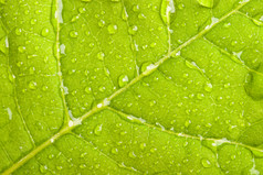 雨滴树叶摄影图片
