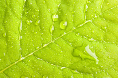 雨后的树叶摄影图片