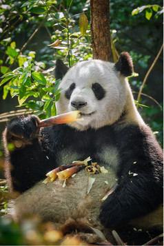 正在吃竹子的野生大熊猫图片