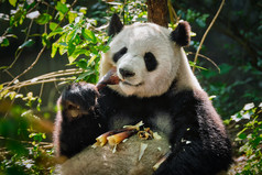 吃竹子的大熊猫摄影图