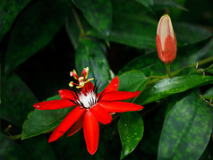 西番莲植物花朵红色花朵