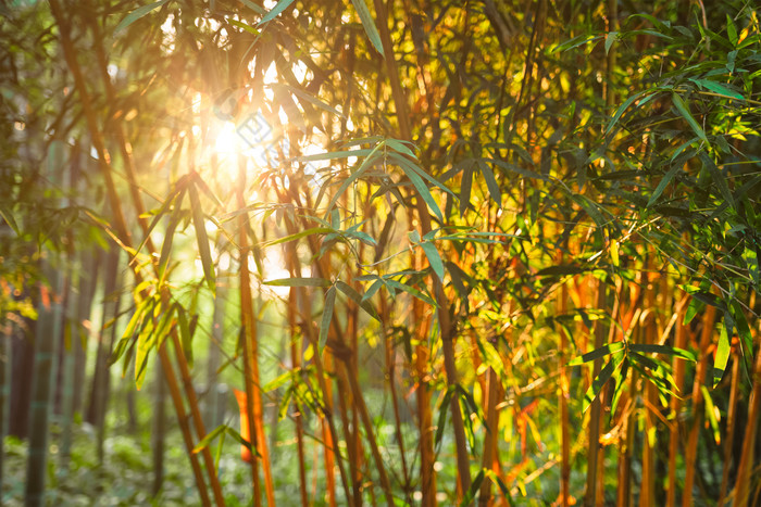 竹子太阳阳光摄影图片