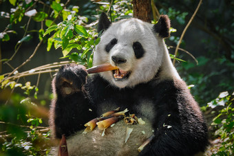 正在<strong>吃竹子</strong>的<strong>熊猫</strong>图片