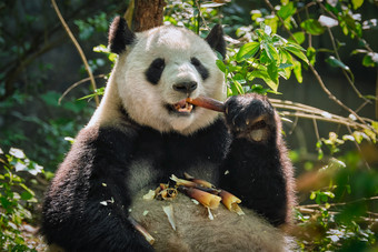 悠闲吃竹子的熊猫摄影图