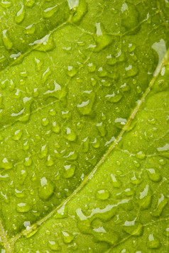 叶子水滴摄影图片