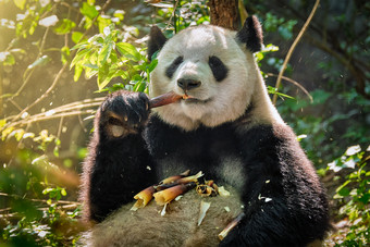 正在吃竹子的<strong>大</strong>熊猫图片
