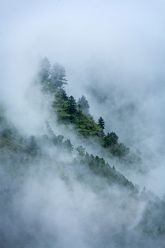 森林山林长满树林云层云彩