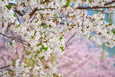 粉色和白色交错的樱花树