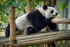 慵懒休息的可爱熊猫