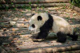 幼崽熊猫近景摄影图