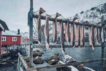 Cod鳕鱼干努斯峡湾挪威