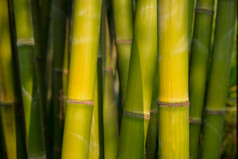绿色的竹林摄影图片