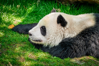 趴在草地上的<strong>熊猫</strong>高清图片