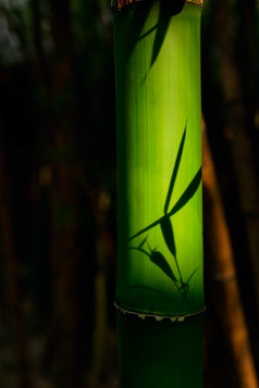 特写竹林竹子摄影图片