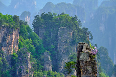 山水风景植物摄影图片