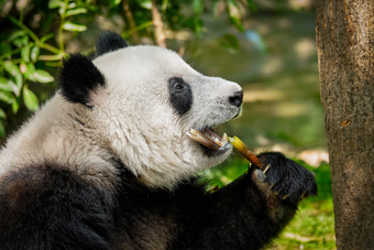 吃竹子的熊猫局部摄影图