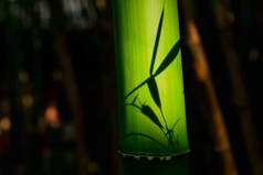 竹子影子摄影图片