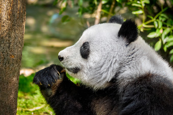 吃竹子的熊猫近景摄影图