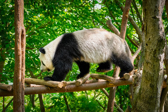 在木桥上爬行的熊猫摄影图片