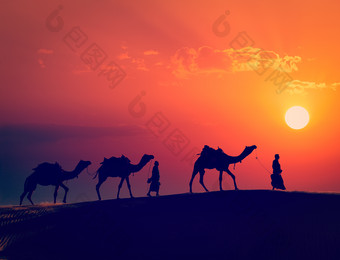 夕阳落下黄昏下的几匹骆驼