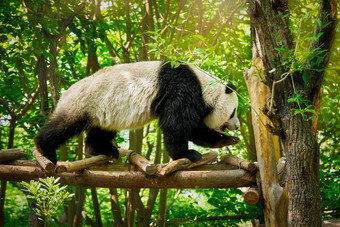在木桥上爬行的大熊猫摄影图