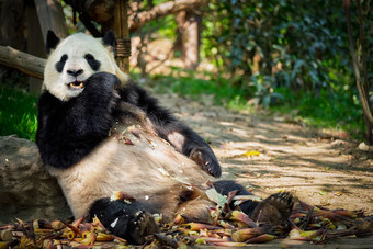 公园里坐着<strong>吃竹子</strong>的<strong>熊猫</strong>图片