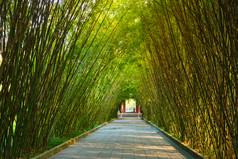 竹子公园摄影图片